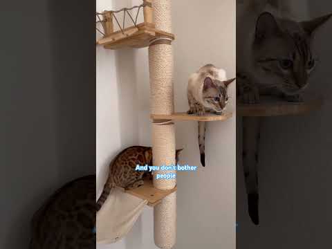 Just being bothered #funny #cat #kitten #bengal