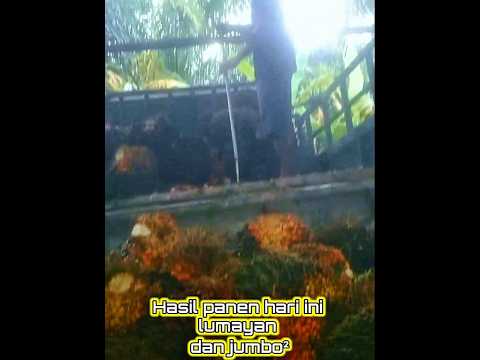 SAWIT RATUSAN TANDAN DAN JUMBO