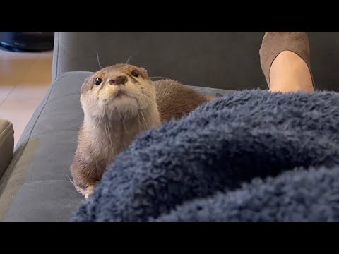 一緒に昼寝準備中のカワウソと飼い主 Otter and owner preparing for a nap together.