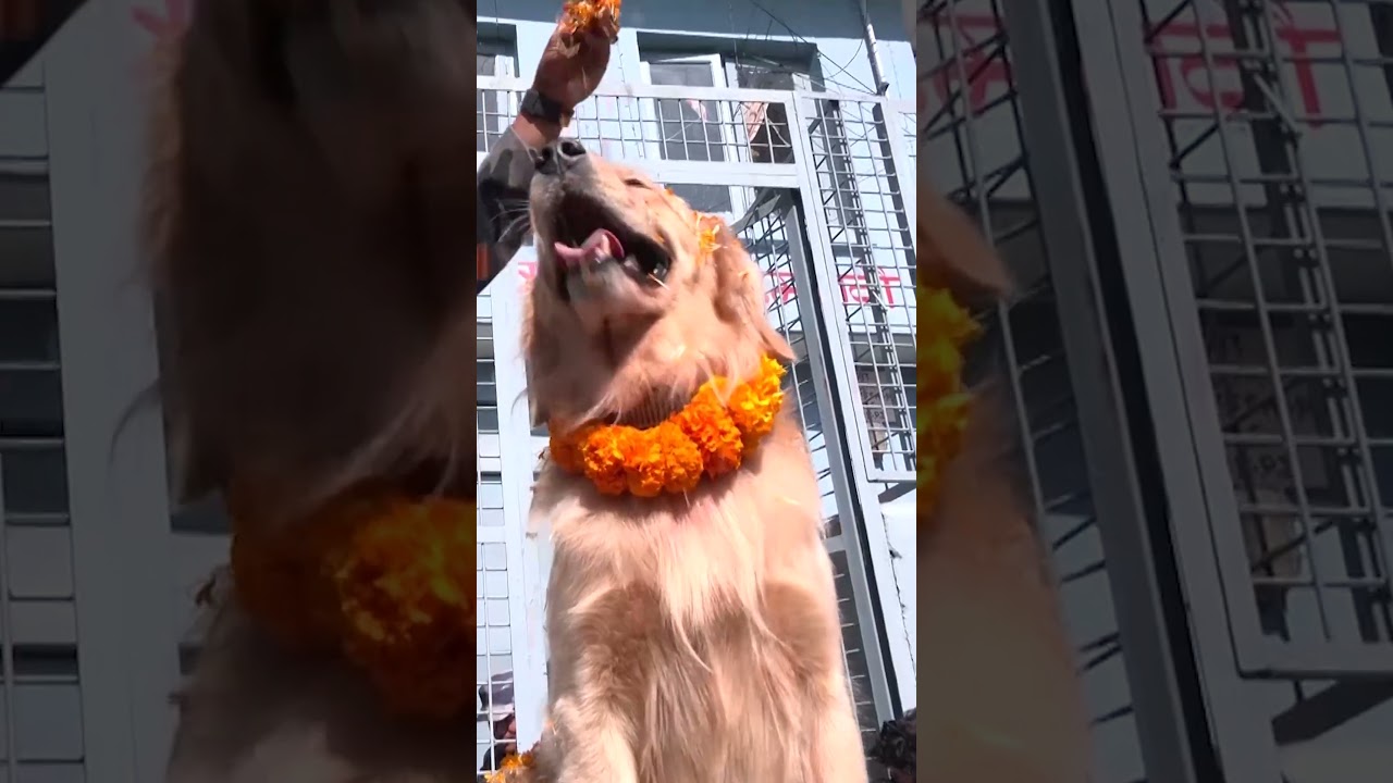 Police in Nepal honor their canine force during Hindu festival