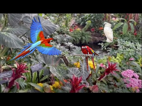 Bloedel Conservatory: Vancouver's Tropical Oasis