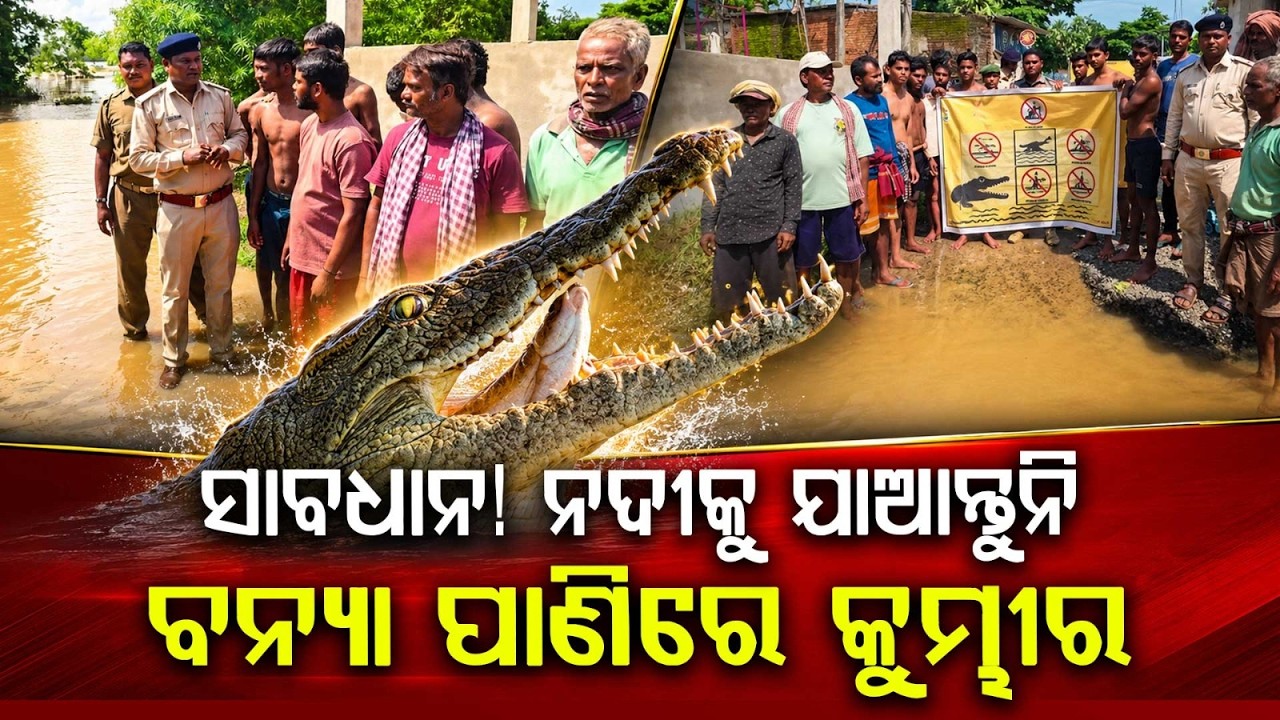 Crocodile Scare In Aali: Forest Dept Alerts Villagers As Floodwaters Hit Bhitarkanika | Argus News