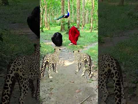 catching leopard 🐆🐆#1 #youtubeshorts​ #viral​ #trendingshorts​ #shorts_​ #animal​ #tiger​ #jungle​