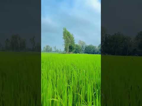 farming reels ☘️❤️ #trendingreel #khetbadi #viralvideo #viralshort