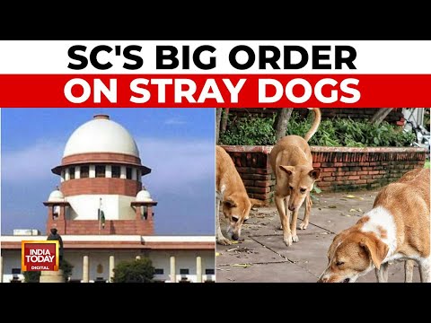 Supreme Court Modifies Stray Dogs Order, Allows Release After Sterilisation | India Today News