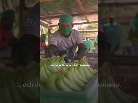 Hur odlas banan?