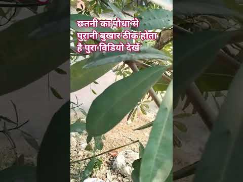 छतनी के छाल को पेस्ट बनाकर खाली पेट सुबह पीने से सालों से हड्डियों का बुखार ठीक होता है