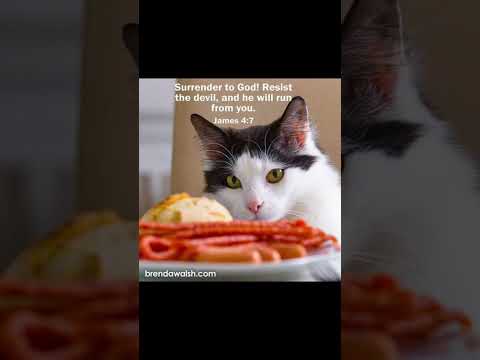 #worshipmusic #gospelmusic #christianmusic #cute #dailybibleverse #cat #christiansongs #petlover