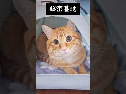 秘密基地でのんびりするネッコ #かわいい #猫