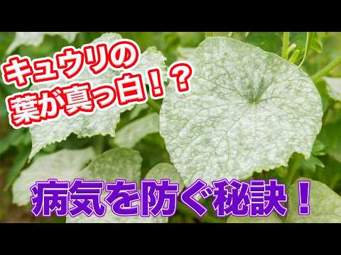 家庭菜園や農園のキュウリ栽培で株も実も真っ白！うどんこ病対策のコツとキュウリの育て方！【農家直伝】