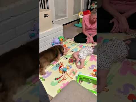 Funny and cute dogs compilation#funnydogs#cute#doglover#doglife#cure#dogshorts#pet#doglife#dogshorts