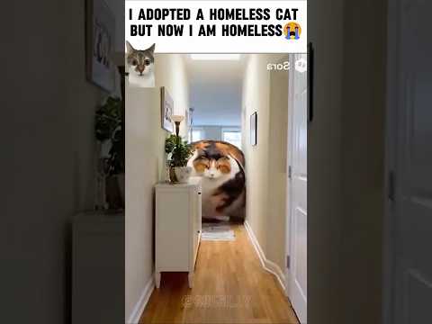 Big cat👿 #funny #ytshorts #cat #cats #viral #sehar