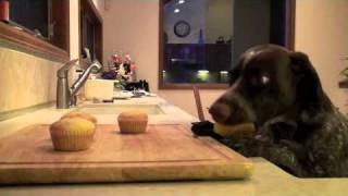 偷吃蛋糕的德國指標犬