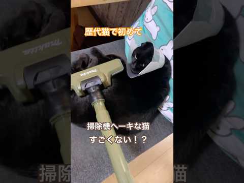 1歳黒猫むーくん、掃除機とかヘーキでおどろいた #黒猫
