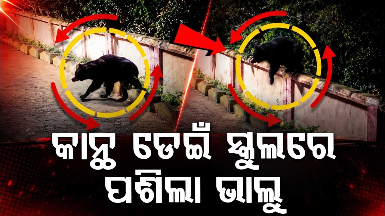 Midnight Scare: Wild Bear Enters Nuagaon Ashram School In Borigumma, 400 Students Panic | Argus News
