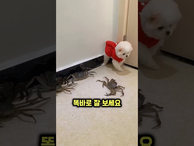 댕댕이가 방구석에서 몸을 숨기고 있는 이유