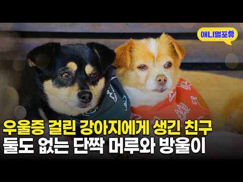 우울증 걸린 강아지에서 카누 타는 강아지로 변신😎 둘도 없는 단짝 머루와 방울이ㅣKBS 동물극장 단짝 220430 방송