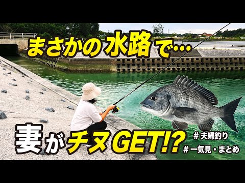 釣り初心者の妻が水路でまさかの大物GET!【夫婦釣り】(一気見・まとめ)