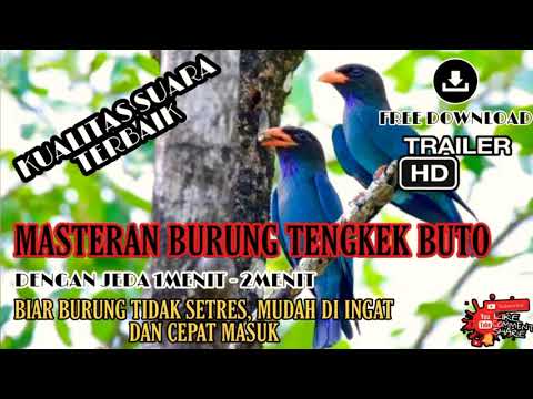 MASTERAN Burung Tengkek Buto - 1-2 Menit Bunyi 1-2Menit Jeda - Biar Cepat Masuk dan Anti Stres