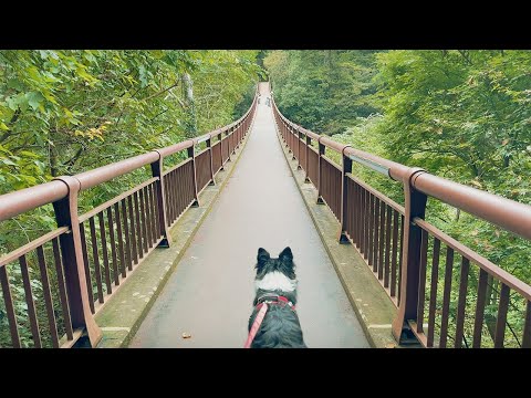 愛犬２匹と女１人で東京の秘境を探したら…【ボーダーコリー】