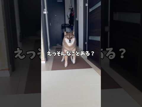 飼い主の驚きに反応する柴犬のかわいい瞬間 サムネイル