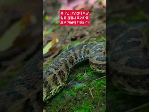 한국 최강독사 <strong>칠점사</strong> 까치살모사 ᆢ