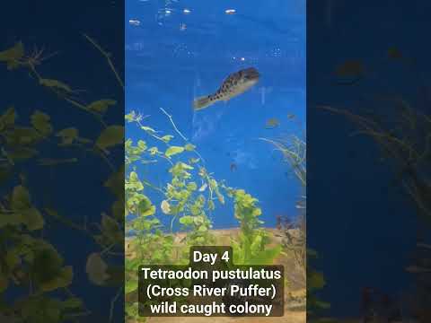cross river puffer colony day 4 all eating and gro 