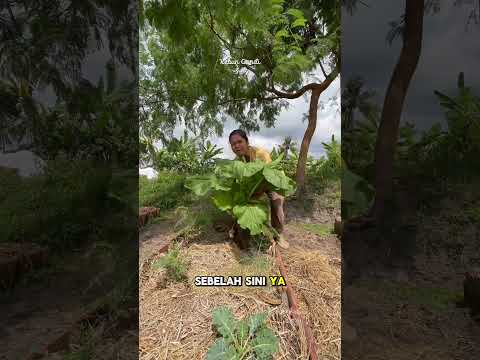 Sawi pahitku segede ini, dimakan sekeluarga ga habis nih #kebun #berkebun #berkebundirumah #garden