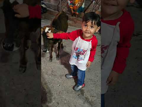 Rishikesh #shorts #ytshorts #shortsfeed #love #rishikesh #sirra #gururandhawa