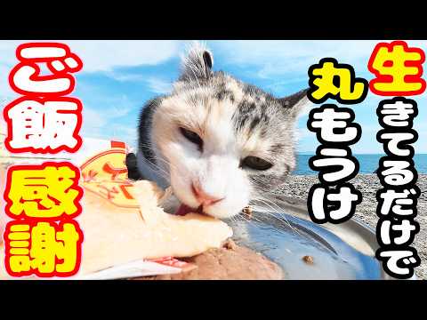 防波堤で孤独にご飯を待ち続ける猫にご飯あげると・・・さくらねこへのエサやり チャトランママ【視聴だけでも猫を助けることになります】支援者様 視聴者様 猫たちに神のご加護を！野良猫の感動猫動画
