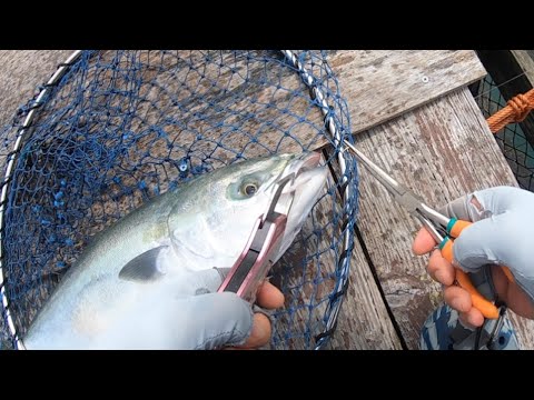 予選通過後の消化試合はこんな結果に！？【じゃのひれ】釣ガチ海上釣堀#239
