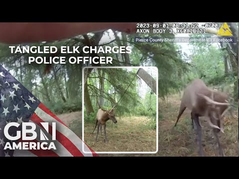Bodycam footage shows elk almost impaling officer trying to untangle it from tree swing