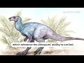 Scientists discover new dinosaur in Argentina | REUTERS