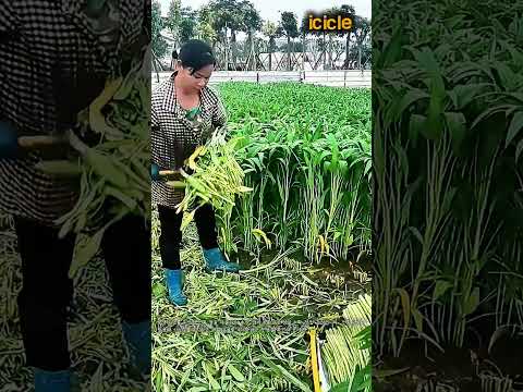 수생 <strong>채소</strong> 전용 칼 수확 작업