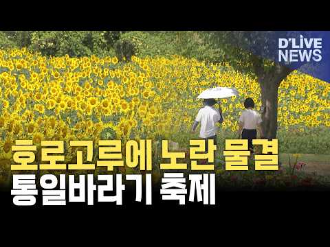 "제주도 온 거 같아요"…<strong>고구려</strong> 유적지에 해바라기 물결