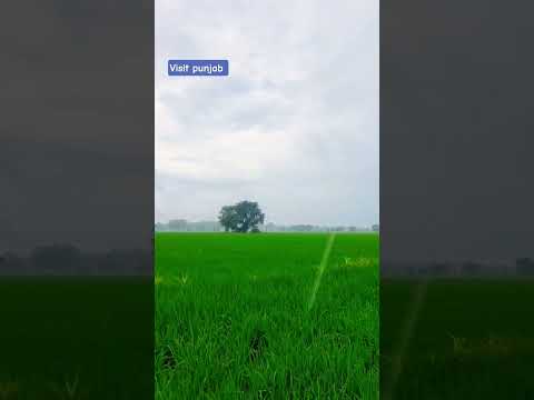 Rain Falling in Punjabi Village | Pure Nature Feel #shorts