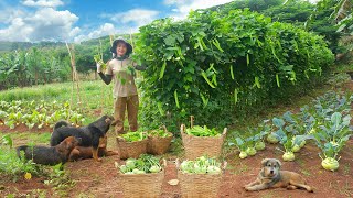 Harvest Winged Beans And Kohlrabi Goes To Market Sell, Make Kohlrabi And Pig Ear Salad