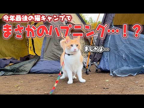 散歩好きな猫と今年最後のキャンプに来たはずが、まさかのハプニングが発生しました…⁉︎