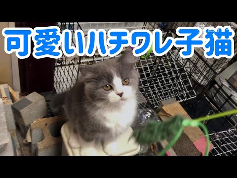 猫の動画サムネイル - 可愛い子猫｜ハチワレスコティッシュフォールドの猫動画