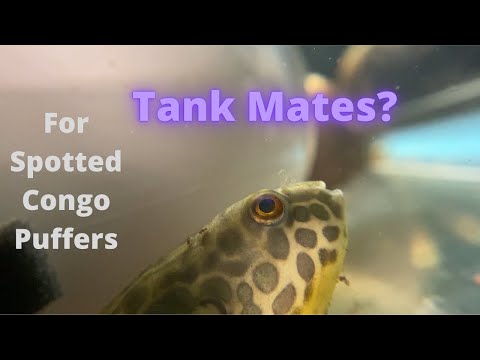 Tank Mates For Spotted Congo Puffers A brief look at some tank mate options for T. schoutedeni.

Find our products at https_//getgills.co