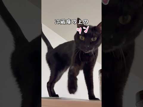 ずっと言ってる【黒猫リン】