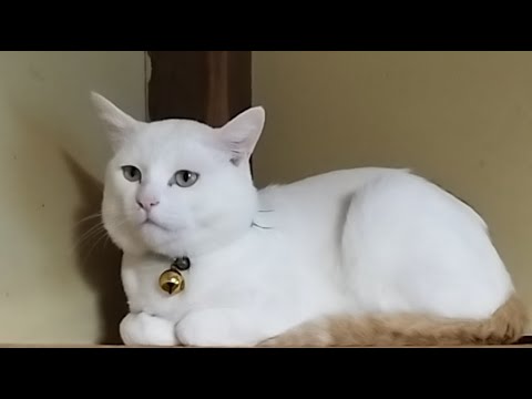 しらたまちゃんライブ配信：かわいい猫の瞬間と最新ニュースをお届け サムネイル