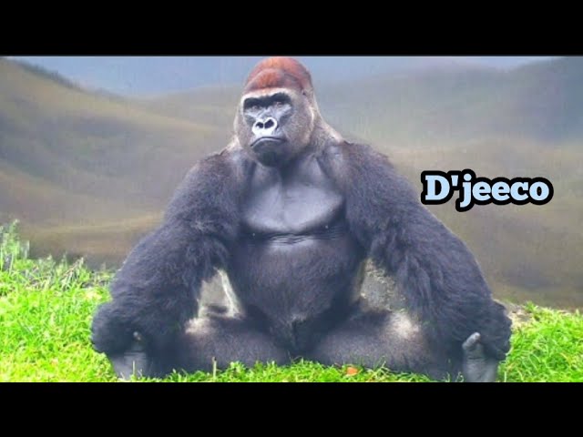 D’jeeco’s Powerful Sitting Pose—Alpha Energy Unmatched!迪亞哥的霸氣坐姿，氣場全開，王者風範十足！🦍💥👑