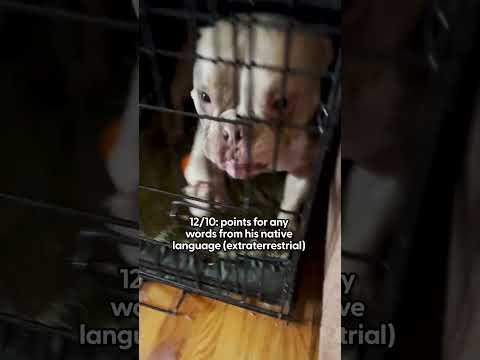 Rating Noises My Alien Dog Makes | The Pack