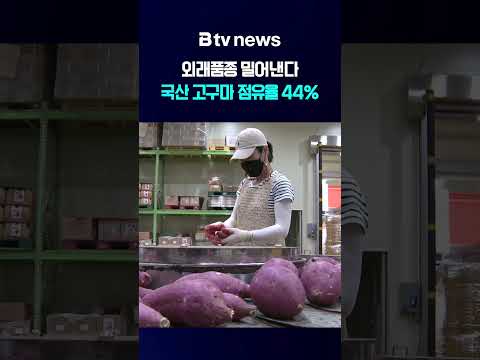 외래품종 밀어낸다…국산 고구마 점유율 44% [전북]