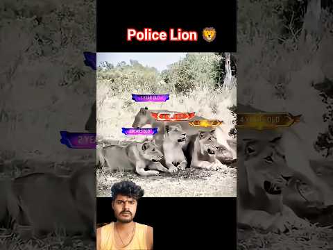Police Lion🦁 #animals #lion #police #aura #moments #friendship #jungle #hunter #dosti #shorts #short