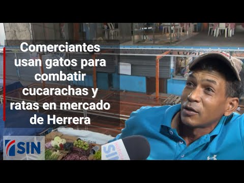 Comerciantes usan gatos para combatir cucarachas y ratas en mercado de Herrera