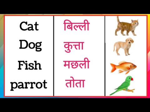 Animals Name | Domestic Animals Name Pet Animals with pictures | Pet animal names #domestic