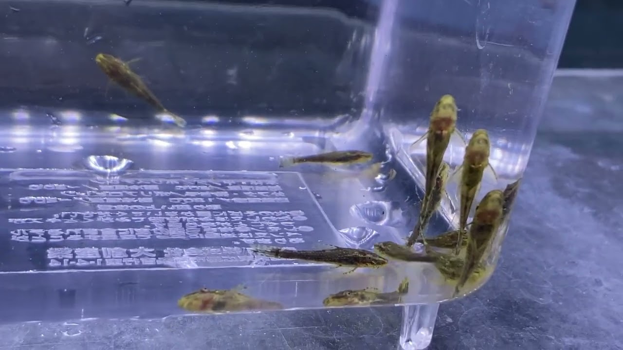 【ヤフオク救済措置】いたずら入札トラブル申告制度についてまとめました！｜だんごむし。