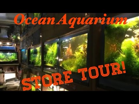 Ocean Aquarium Tour! LFS Reupload due to copyright strike of “free” music.
